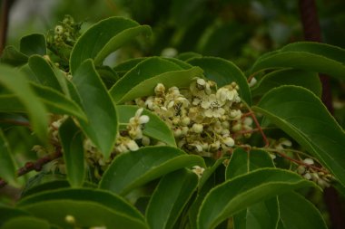 Sarmaşıkta yetişen kivi meyvesi (aktinidia arguta) çiçek ve yaprakları