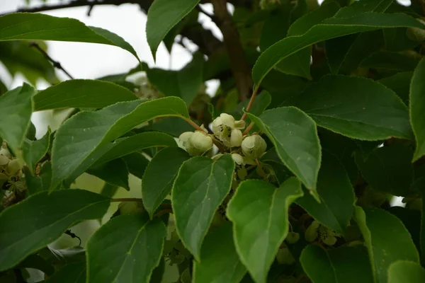 Flor Folhas Bebê Kiwi Berry Fruit Actinidia Arguta Crescendo Videira — Fotografia de Stock