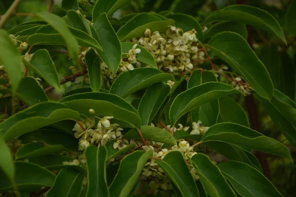 Flor Hojas Fruta Baya Kiwi Bebé Actinidia Arguta Creciendo Vid —  Fotos de Stock