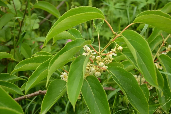 Flor Folhas Bebê Kiwi Berry Fruit Actinidia Arguta Crescendo Videira — Fotografia de Stock