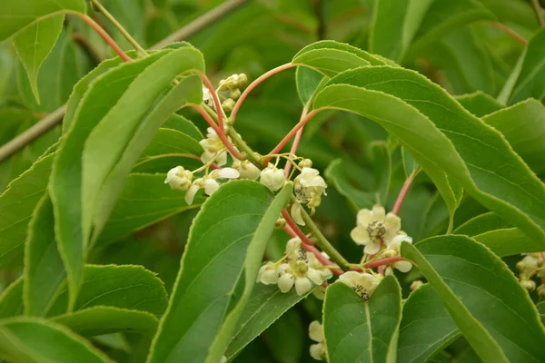 Flor Folhas Bebê Kiwi Berry Fruit Actinidia Arguta Crescendo Videira — Fotografia de Stock