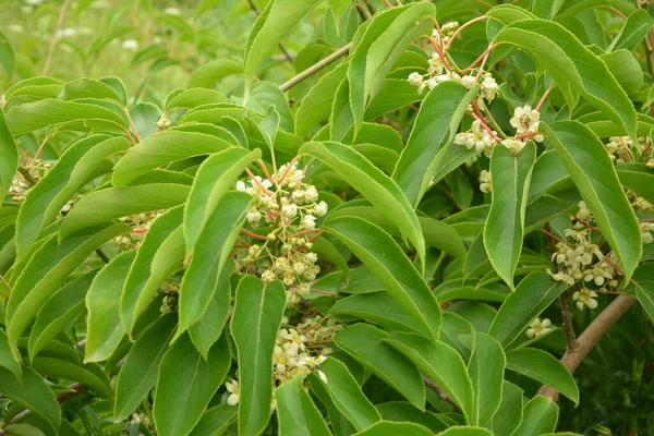 Flor Hojas Fruta Baya Kiwi Bebé Actinidia Arguta Creciendo Vid — Foto de Stock