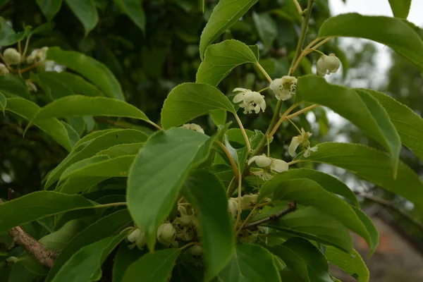 Kwiat Liście Malutkiego Owocu Kiwi Actinidia Arguta Rosnące Winorośli — Zdjęcie stockowe