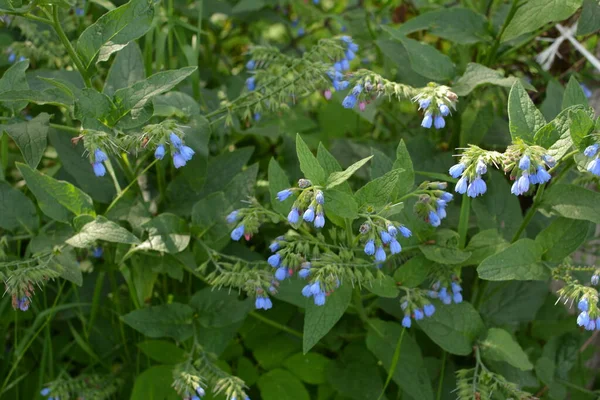 Symphytum Caucasicum Kaukasisk Vallört Även Känd Som Comphrey Har Länge — Stockfoto