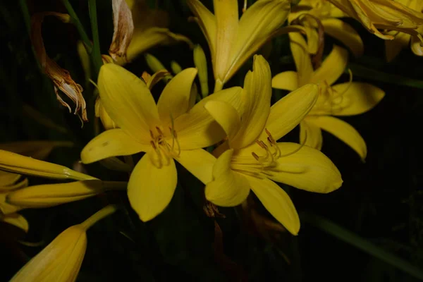 Желтые Дневные Цветы Фоне Темно Зеленой Листвы — стоковое фото