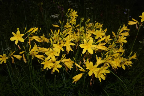 Gele Daglelie Bloemen Een Achtergrond Van Donkergroen Gebladerte — Stockfoto