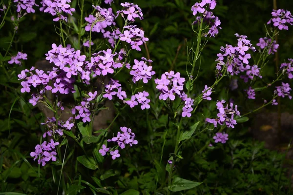 Różowe Kwiaty Rośliny Hesperis Matronalis Pospolite Nazwy Rakieta Damska Dziurawiec — Zdjęcie stockowe