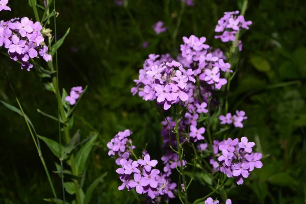 Flores Cor Rosa Planta Hesperis Matronalis Nomes Comuns Foguete Dama — Fotografia de Stock