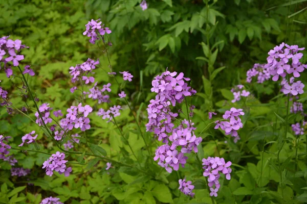 ヘスペリス属の植物のピンク色の花 一般名のDameのロケット Dame Sの麦汁 Dameのジリフラワー 夜芳香のあるジリラック 夏ライラック 春にはダムのロケット 日当たりの良い庭 ソフトフォーカスの背景に — ストック写真