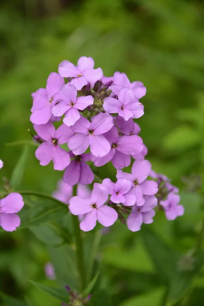 Rosa Blommor Hesperis Matronalis Växt Vanliga Namn Damen Raket Damen — Stockfoto