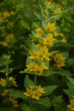 Makro fotoğraf doğası sarı Lysimachia vulgaris çiçeği. Doku arka planda bitki altın sarısı gevşek çiçek.
