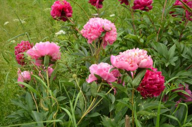 Bahçede pembe şakayıklar. Çiçekli pembe şakayık. Güzel pembe Peonie çiçeğine yakın çekim.