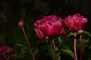 Bahçede pembe şakayıklar. Çiçekli pembe şakayık. Güzel pembe Peonie çiçeğine yakın çekim.