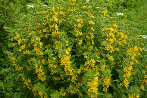 Macro Photo Nature Yellow Lysimachia Vulgaris Flower Texture Background Plant — Stock Photo, Image