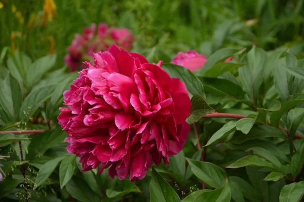 庭のピンクの牡丹 ピンクの牡丹を咲かせます 美しいピンクの牡丹の花の閉鎖 — ストック写真
