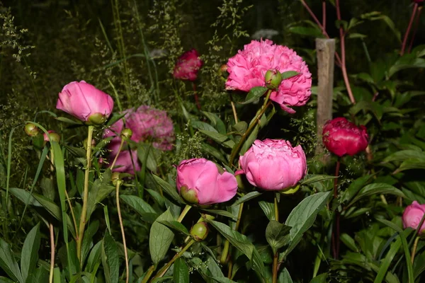 庭のピンクの牡丹 ピンクの牡丹を咲かせます 美しいピンクの牡丹の花の閉鎖 — ストック写真