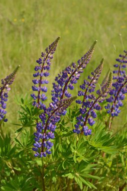 Pembe mor ve mavi çiçekli Lupinus tarlası. Lupin tarlası. Çayırda mor ve pembe lupin. Lupine değerli yem ve süs bitkisi..