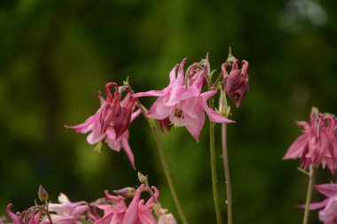 Avrupa kolumbini (Aquilegia vulgaris), bahçede çiçek açan bitki..
