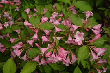 Weigela çalıları pembeleşiyor. Güzel bir bahar bahçesi. (Weigela Florida) Çiçekler.