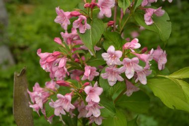 Weigela çalıları pembeleşiyor. Güzel bir bahar bahçesi. (Weigela Florida) Çiçekler.