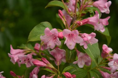 Weigela çalıları pembeleşiyor. Güzel bir bahar bahçesi. (Weigela Florida) Çiçekler.
