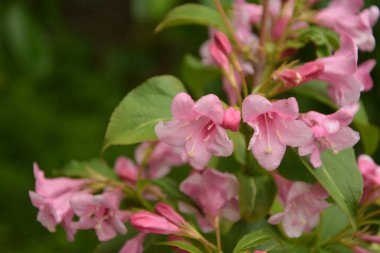 Weigela çalıları pembeleşiyor. Güzel bir bahar bahçesi. (Weigela Florida) Çiçekler.