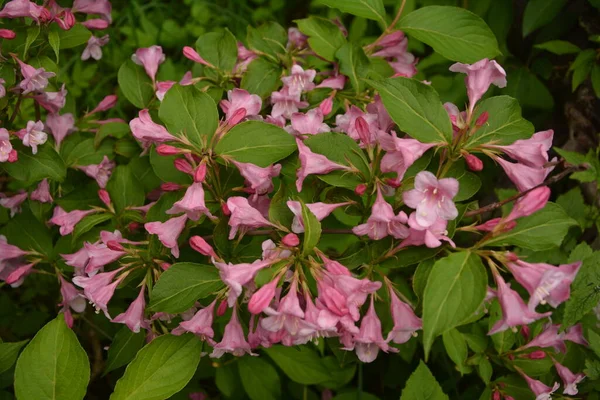 Arbustos Weigela Florescendo Rosa Belo Jardim Primavera Weigela Florida Flores — Fotografia de Stock