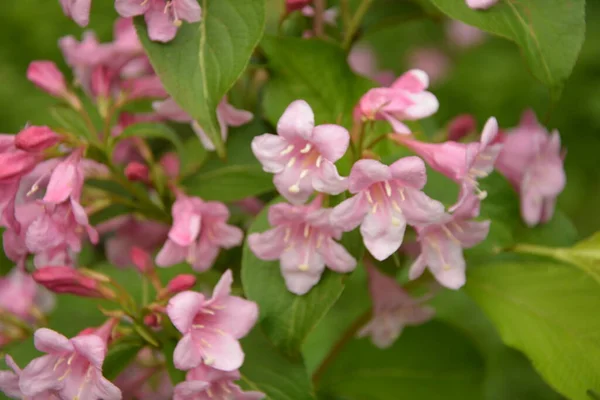 Weigela Arbuști Înflorind Roz Frumoasă Grădină Primăvară Weigela Florida Flori — Fotografie, imagine de stoc