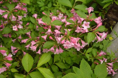 Weigela çalıları pembeleşiyor. Güzel bir bahar bahçesi. (Weigela Florida) Çiçekler.