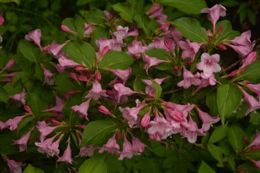 Weigela çalıları pembeleşiyor. Güzel bir bahar bahçesi. (Weigela Florida) Çiçekler.