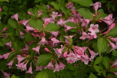 Weigela çalıları pembeleşiyor. Güzel bir bahar bahçesi. (Weigela Florida) Çiçekler.
