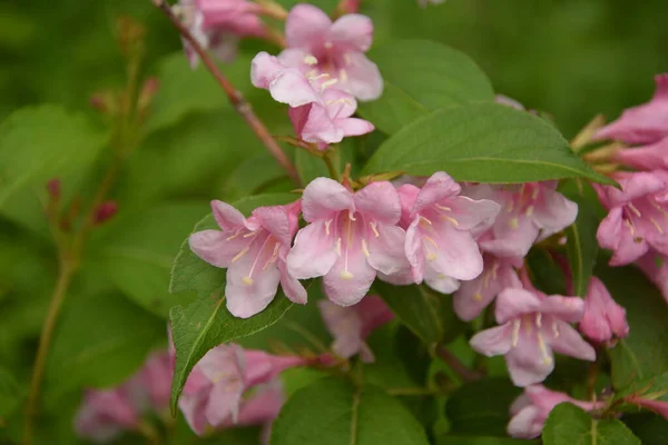 Krzewy Weigela Kwitnące Różowo Piękny Wiosenny Ogród Weigela Florida Kwiaty — Zdjęcie stockowe