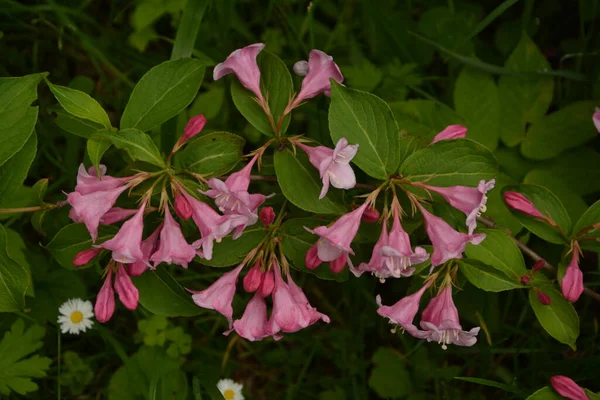 Krzewy Weigela Kwitnące Różowo Piękny Wiosenny Ogród Weigela Florida Kwiaty — Zdjęcie stockowe