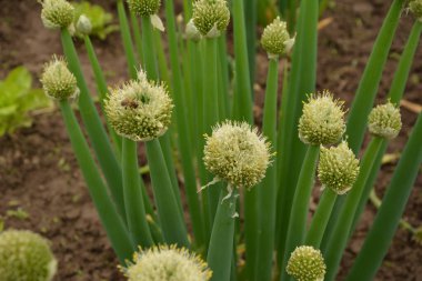 edible plant, blooming perennial - green onions (Welsh), growing in the garden clipart