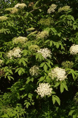 Mürver çiçeği. Yaşlı, bahçedeki yeşil tilki, çalılıktaki beyaz çiçekler, çiçek açan yaşlı. Baharda Kara Elder 'ın çiçek tomurcukları ve çiçekleri