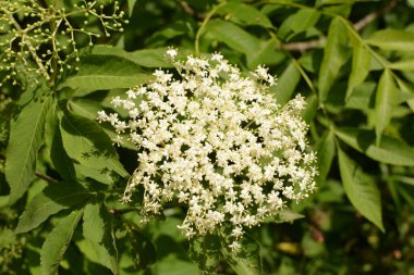Mürver çiçeği. Yaşlı, bahçedeki yeşil tilki, çalılıktaki beyaz çiçekler, çiçek açan yaşlı. Baharda Kara Elder 'ın çiçek tomurcukları ve çiçekleri