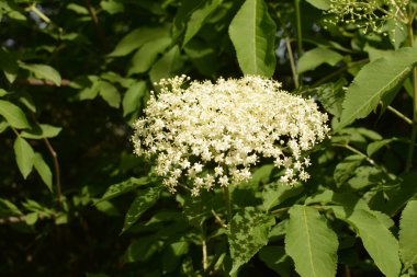 Mürver çiçeği. Yaşlı, bahçedeki yeşil tilki, çalılıktaki beyaz çiçekler, çiçek açan yaşlı. Baharda Kara Elder 'ın çiçek tomurcukları ve çiçekleri