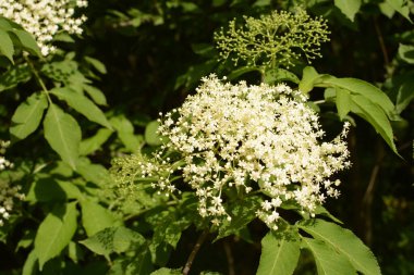 Mürver çiçeği. Yaşlı, bahçedeki yeşil tilki, çalılıktaki beyaz çiçekler, çiçek açan yaşlı. Baharda Kara Elder 'ın çiçek tomurcukları ve çiçekleri