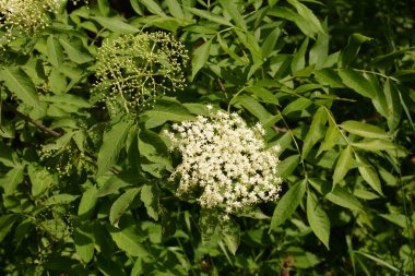 Mürver çiçeği. Yaşlı, bahçedeki yeşil tilki, çalılıktaki beyaz çiçekler, çiçek açan yaşlı. Baharda Kara Elder 'ın çiçek tomurcukları ve çiçekleri