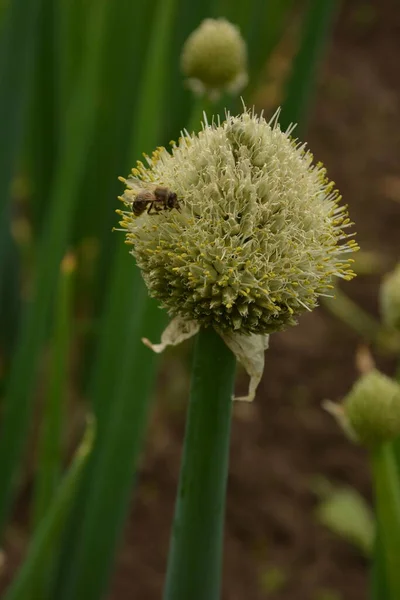 食用植物 多年生の開花 緑のタマネギ ウェールズ 庭で成長 — ストック写真