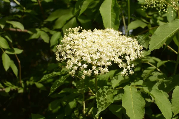 Fleur Sureau Aîné Renard Vert Dans Jardin Fleurs Blanches Sur — Photo