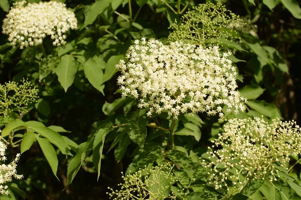 Holunderblüten Holunder Grünfuchs Garten Weiße Blüten Strauch Blühender Holunder Blütenknospen — Stockfoto