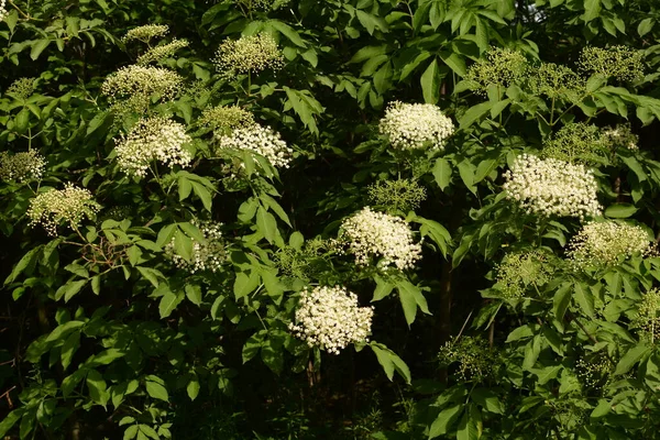 エルダーベリーの花 庭の長老 緑のキツネ ブッシュの白い花 開花長老 春に黒長老の花芽と花 — ストック写真