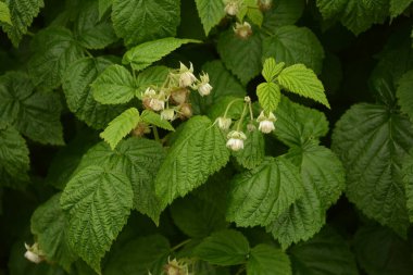 Genç filizlenen ahududu, çiçek açan ahududu. Genç yeşil ahududu dalları kapanıyor