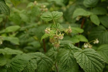 Genç filizlenen ahududu, çiçek açan ahududu. Genç yeşil ahududu dalları kapanıyor
