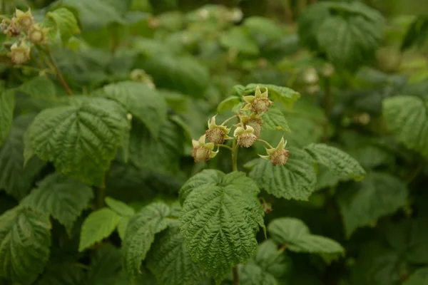 Young Shoots Blooming Raspberries Blooming Raspberries Branch Young Green Raspberries — Stock Photo, Image