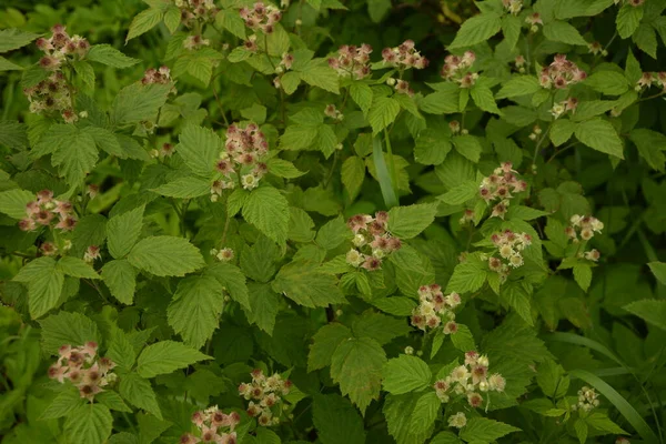 Young Shoots Blooming Raspberries Blooming Raspberries Branch Young Green Raspberries — Stock Photo, Image