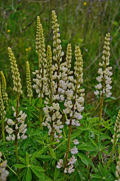 Lupinus Feld Mit Rosa Weißen Blüten Ein Lupinenfeld Weiße Und — Stockfoto