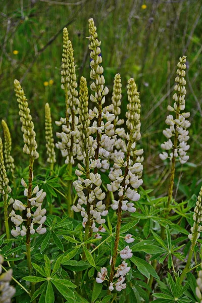 Campo Lupinus Com Flores Brancas Rosa Campo Tremoços Lupin Branco — Fotografia de Stock