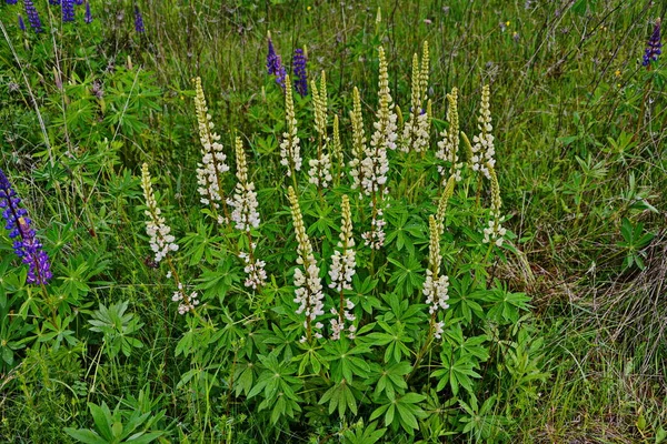 Lupinus Pole Růžovými Bílými Květy Pole Lupinů Bílá Růžová Lupina — Stock fotografie